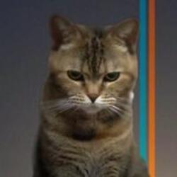 Beancat