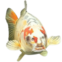 BOB