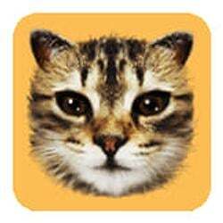 #cat