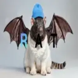 Fat Cat Bat Rat Wif Hat