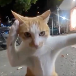Fighting Cat
