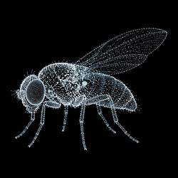 flybrain
