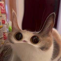 MEEP CAT