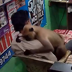 Monkey Hug