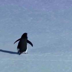 Nihilist Penguin