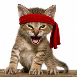 Rambo Kitten