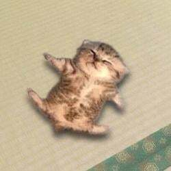 relaxed cat