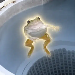 spinning frog