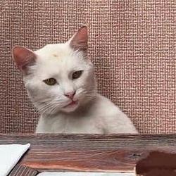 The Annoyed Cat