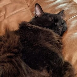 Stella Cat