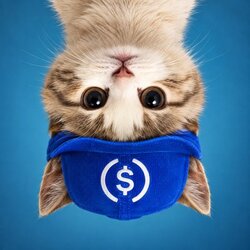 UpSideDownCat